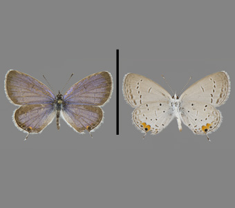 Lycaenidae: Polyommatinae: Polyommatini 
 
Cupido comyntas (Godart, [1824])Tailed BlueFMNH-INS 124083 
Freeport, Stephenson County, IL14 July 1991