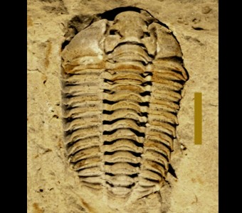 Arthropoda - Trilobita - Phacopida
 
Calymene celebraSpecimen PE 39218
Racine Formation
Paleozoic - Silurian
Milwaukee, Wisconsin