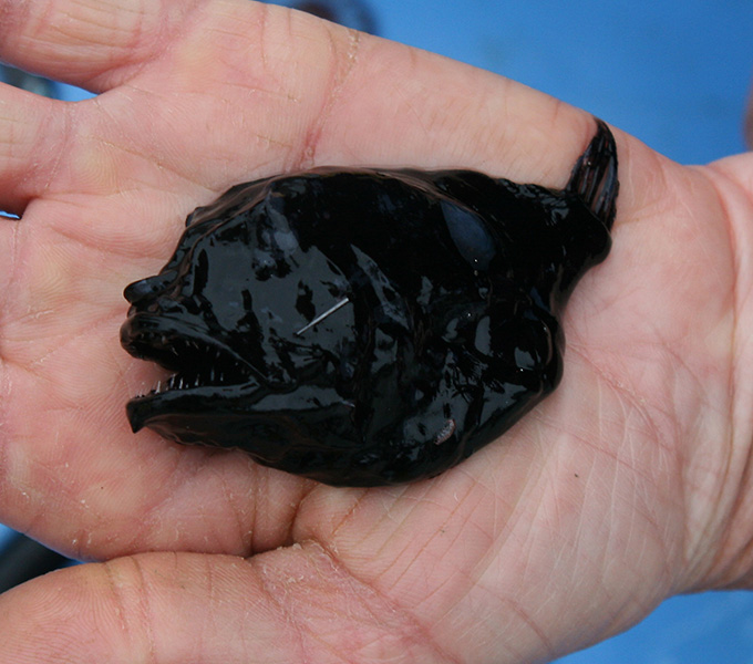 A female deep-sea anglerfish with its characteristic, bioluminescent dorsal-fin lure. All of the large individuals of this group of fishes are female, as the males are typically parasitic, even frequently fusing permanently with the females.