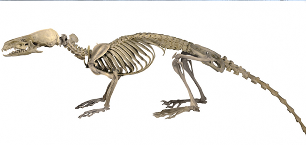 Image for A New Hero: Another Example of the Most Bizarre Mammalian Spine on Earth