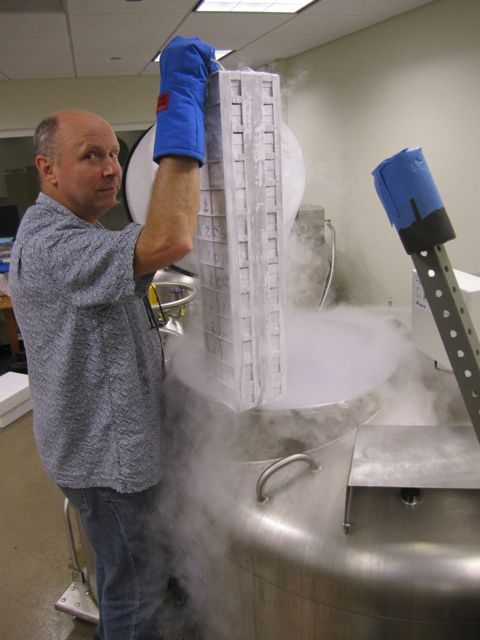 Bill retrieves some frozen tissue in the Cryogenics Facility, 2012. Courtesy of Anna Goldman.
