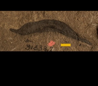 Sipunculoida - (peanut worms)
 
Lecthaylus gregariusSpecimen PE 31533-2 
Racine Formation - Lecthaylus Shale
Paleozoic - Silurian - Niagaran(~420 million years ago)
Chicago area, Illinois