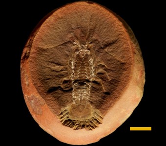 Arthropoda - Crustacea - Malacostraca
 
Mamayocaris jaskowskiiSpecimen PE 25499
Carbondale Formation - Francis Creek Shale Member
Paleozoic - Middle Pennsylvanian(~305 Million years ago)
Mazon Creek Area, Illinois