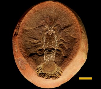 Arthropoda - Crustacea - Malacostraca
 
Mamayocaris jaskowskiiSpecimen PE 25499
Carbondale Formation - Francis Creek Shale Member
Paleozoic - Middle Pennsylvanian(~305 Million years ago)
Mazon Creek Area, Illinois
