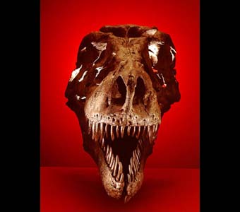Sue T. rex reconstructed cast of skull.Credit Information: © The Field Museum Neg. # GEO86279_3c Photographer: John Weinstein