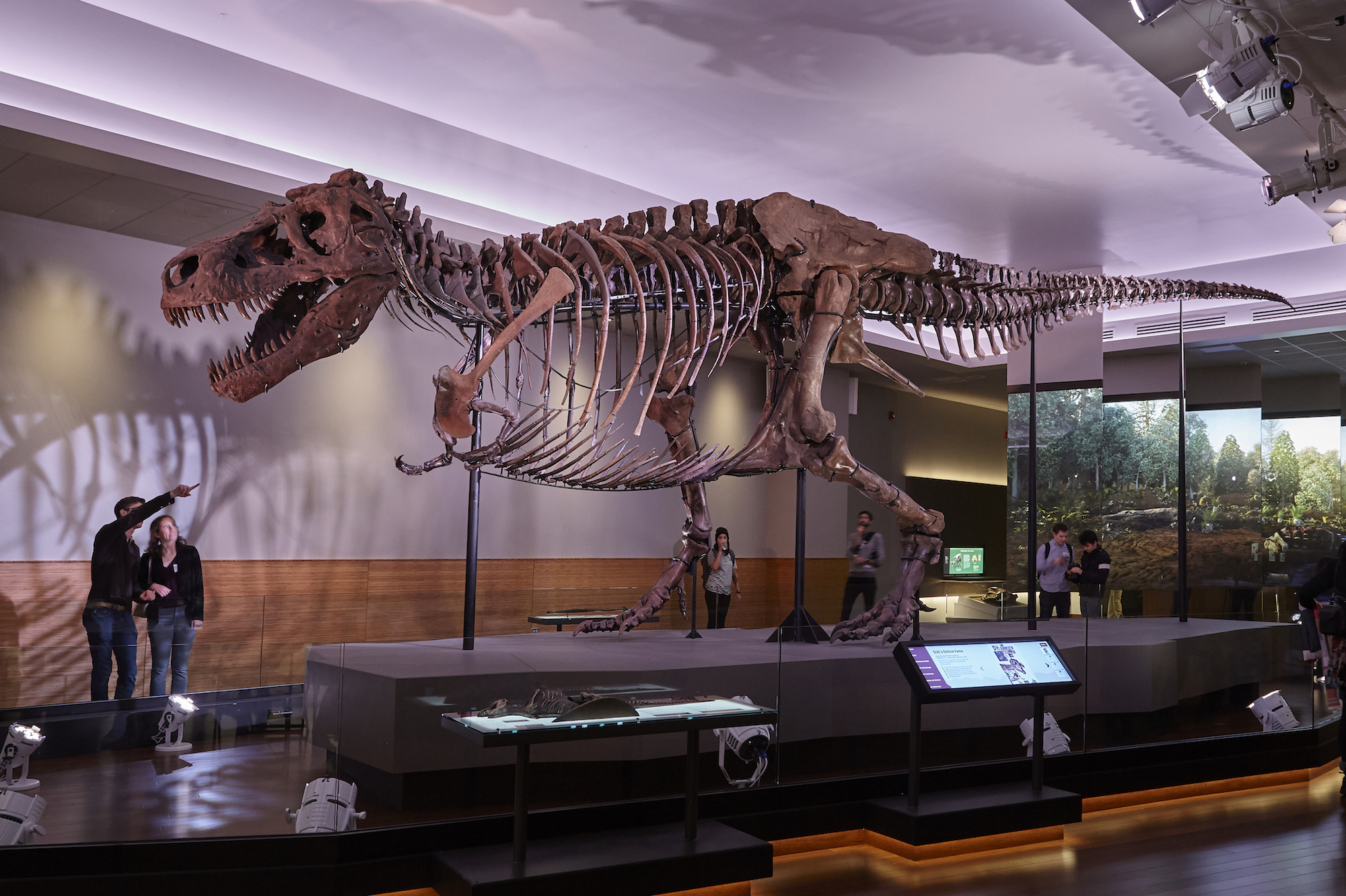 Two people look up at the skeleton of SUE the T. rex. Behind the dinosaur, several panels show scenes from a forest.