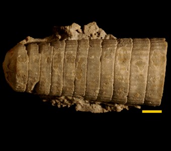 Mollusca - Cephalopoda - Nautiloidea
 
Kionoceras cancellatumSpecimen UC 18124
Port Byron Formation
Paleozoic - Silurian - Niagaran
Bridgeport, Illinois