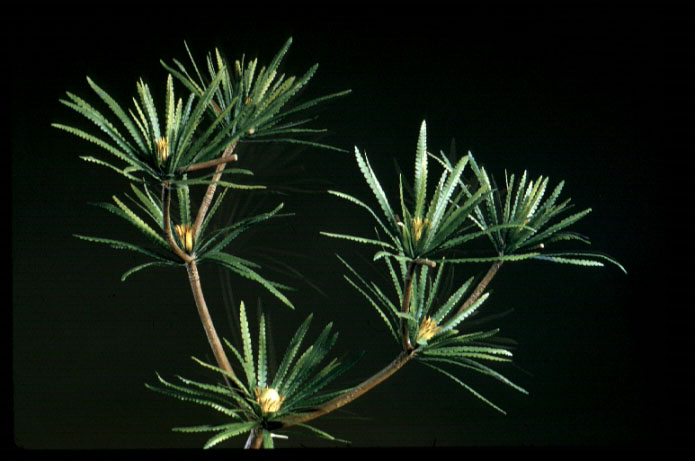 Wielandiella plant model.
Credit Information:
© 1963 The Field Museum
ID# B83046c
Photographer unknown