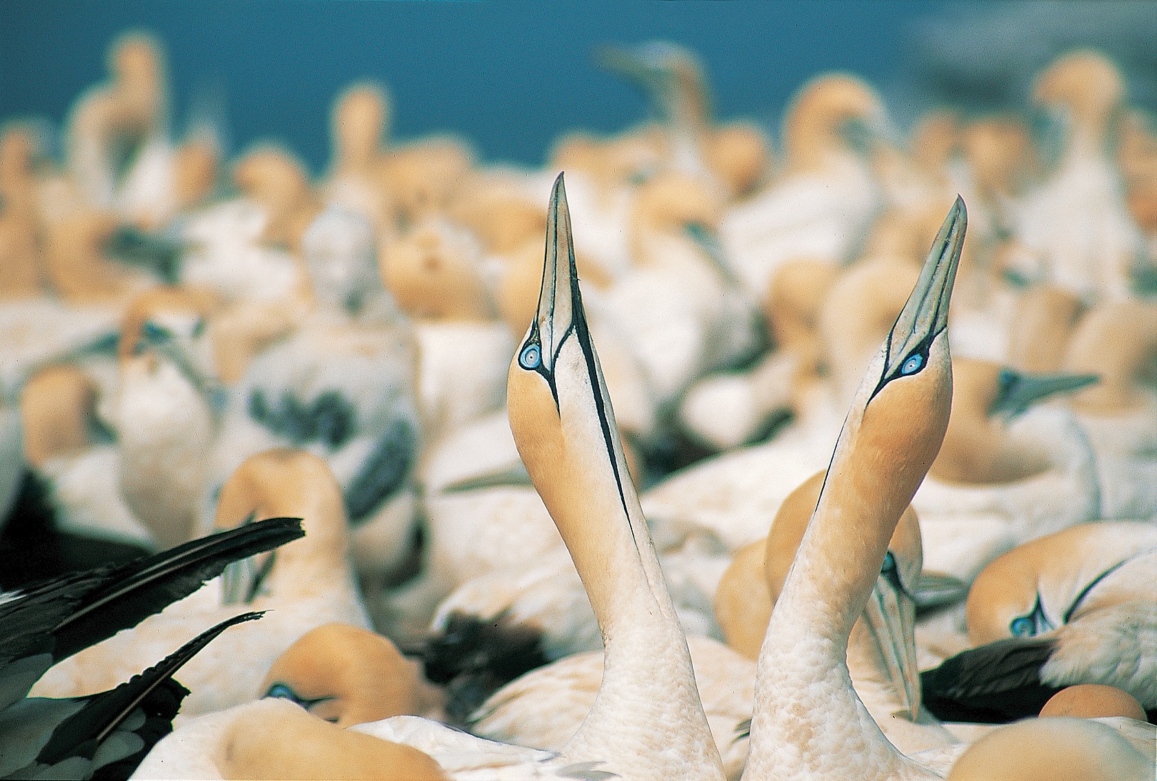 A Cape Gannet couple engages in pair bonding, ignoring the ruckus of the thousands of gannets around them. © Keith Barnes/www.tropicalbirding.com (Like Tropical Birding on Facebook)
