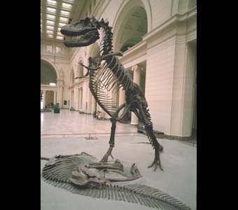 Gorgosaurus libratus, Lambe fossil skeleton in Stanley Field Hall.Credit Information: © The Field Museum Neg. # GEO84515c Photographer: Ron Testa