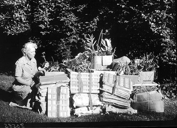 Margery Carlson, Botany Research Associate (1892-1985).
Credit Information:
© 1980 The Field Museum
ID# B80585
Photographer unknown