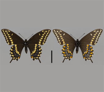 Papilionidae: Papilioninae: Papilionini 
 
Papilio polyxenes Fabricius, 1775American Swallowtail (Black Swallowtail)FMNH-INS 124005