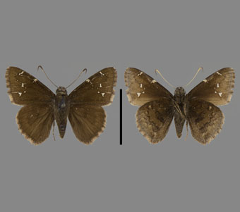 Hesperiidae: Pyrginae 
 
Thorybes pylades (Scudder, 1870)Cloudy WingFMNH-INS 124077 
Madison, Morgan County, GA28 June 1957