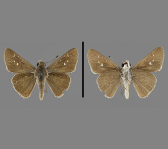 Hesperiidae: Hesperiinae 
 
Lerodea eufala (Edwards, 1869)Gray SkipperFMNH-INS 124110 
Elgin, IL21 September 1941