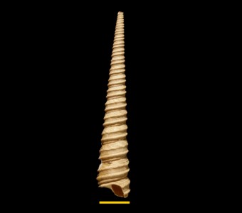 Mollusca - Gastropoda - Sorbeoconcha - Turritellidae
 
Turritella etiwanensisSpecimen PE 56825
Cenozoic - Paleogene - Eocene
Florida