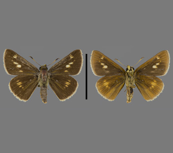 Hesperiidae: Hesperiinae 
 
Euphyes conspicua (W.H. Edwards, 1863)Great Lakes Sedge Skipper, femaleFMNH-INS 124107 
Elmwood, Peoria County, IL20 July 1930