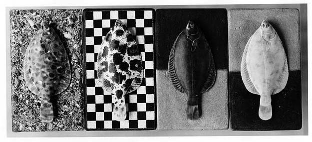 Flounder coloration changes with checkerboard; different backgrounds.Credit Information: © The Field MuseumID# Z82860