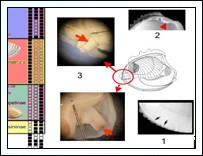 Image for PEET - Bivalves Project: Venerinae