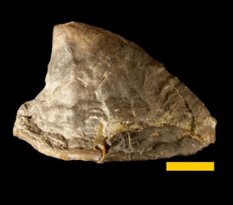 Mollusca - Gastropoda - Cyrtoneritimorpha - Orthonychiidae
 
Igoceras fissurellaSpecimen UC 6929
Keokuk Group
Paleozoic - Mississippian
Warsaw, Illinois