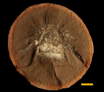 Arthropoda - Chelicerata - Eurypterida
 
Adelophthalmus mazonensisSpecimen PE 32377
Carbondale Formation - Francis Creek Shale Member
Paleozoic - Middle Pennsylvanian(~305 Million years ago)
Mazon Creek Area, Illinois
