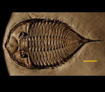 Arthropoda - Trilobita - Phacopida
 
Dalmanites limuloidesSpecimen PE 56128
Rochester Shale
Paleozoic - Silurian - Wenlockian
Lockport, New York