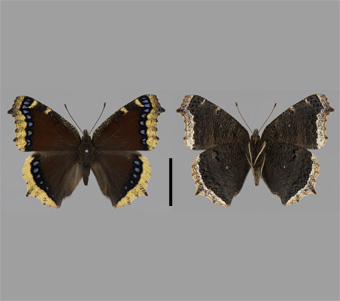 Nymphalidae: Nymphalinae: Melitaeini 
 
Nymphalis antiopa (Linnaeus, 1758)Mourning CloakFMNH-INS 124028 
Winnipeg, Manitoba, Canada25 July 1996