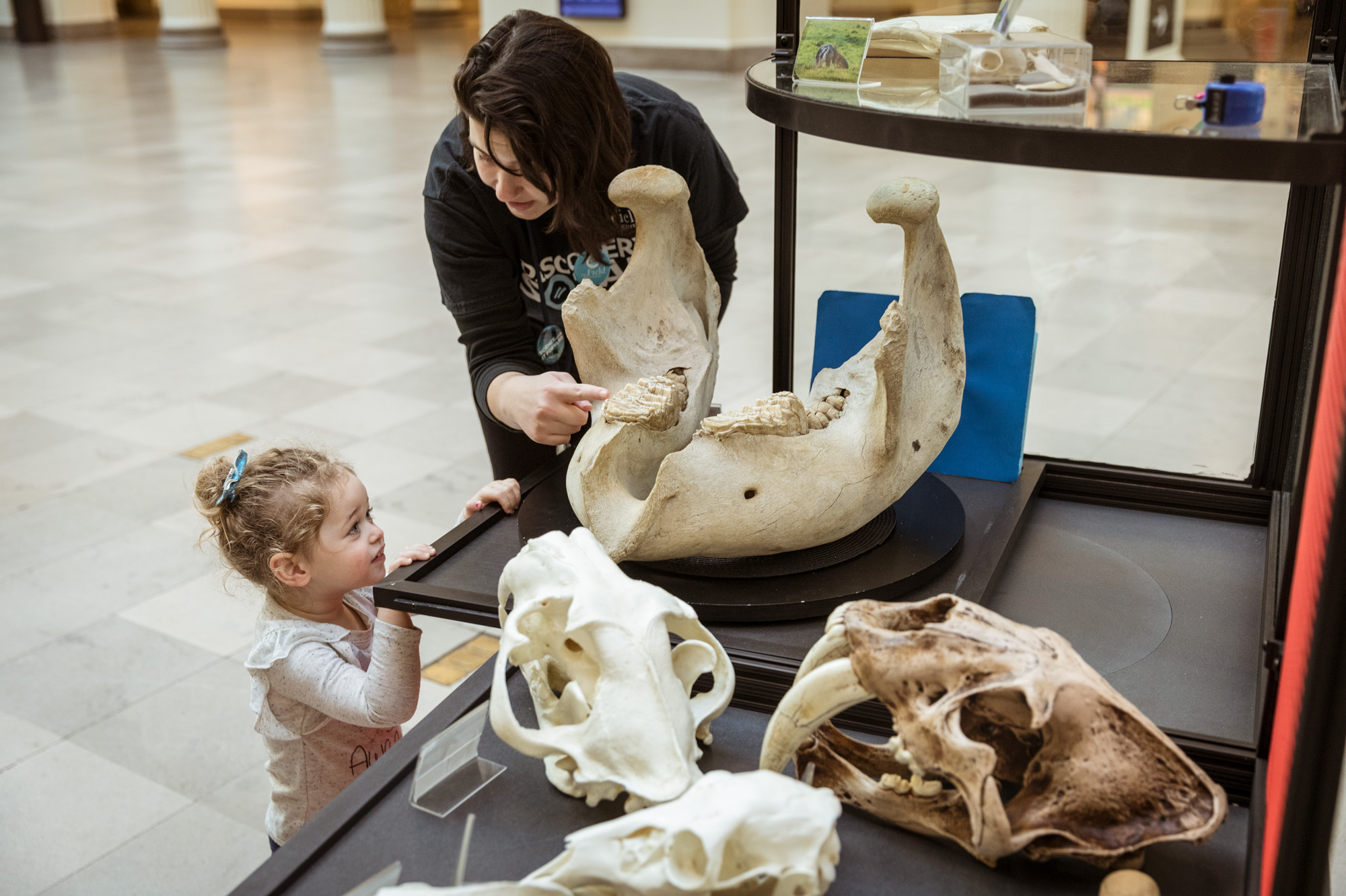 A young girl and volunteer look at a fossilized jaw set atop a Discovery Squad cart in Stanley Field Hall. The volunteer points to the large, flat molars set inside the fossil.