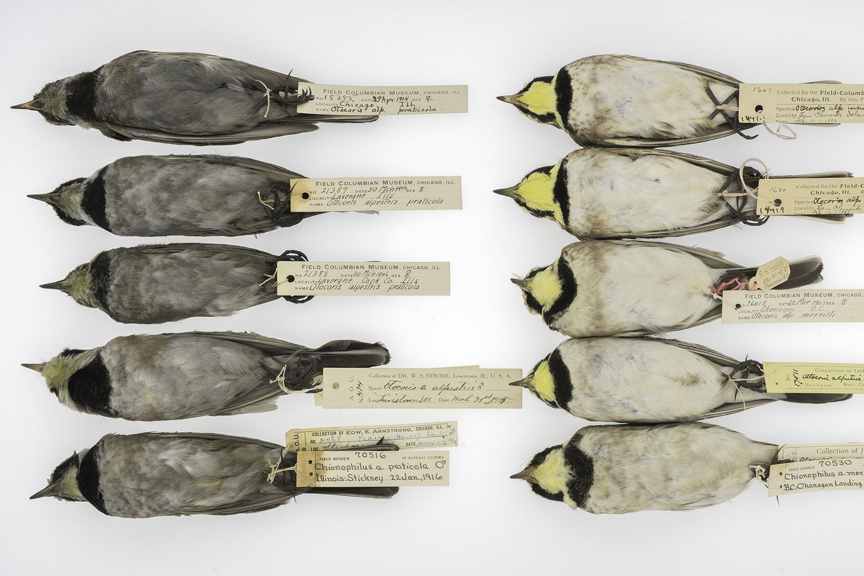 Rows of bird specimens with yellow necks; half have gray stomachs and half have white bellies