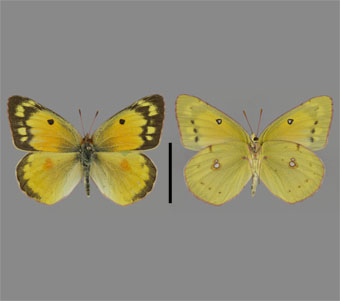 Pieridae: Coliadinae 
 
Colias eurytheme Boisduval, 1852Orange Sulfur (Alfalfa Butterfly)FMNH-INS 124048 
Lac du Flambeau, Vilas County, WI7 July 2001