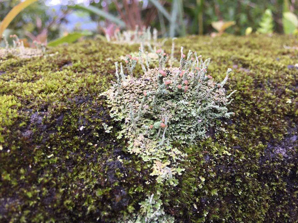 Lichens on top of a mossy, rocky surface. They are light blue and green, with stalks that have round, pink tops.
