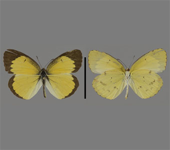 Pieridae: Coliadinae 
 
Pyrisitia lisa (Boisduval & Leconte, [1830])Little YellowFMNH-INS 124059 
Freeport, Stephenson County, IL15 July 1990