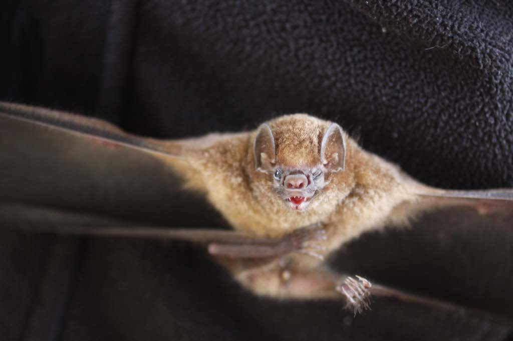 The hairy-legged vampire, Diphylla ecaudata