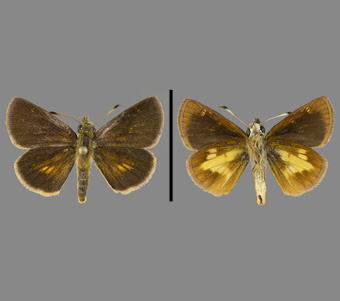 Hesperiidae: Hesperiinae 
 
Poanes massasoit (Scudder, 1864)Mulberry Marsh SkipperFMNH-INS 124102 
Wakelee, Cass County, MI15 July 1972