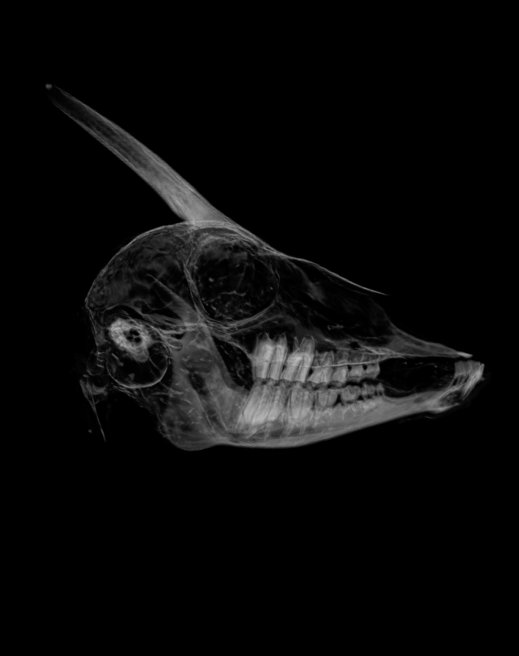 A maximum intensity projection taken from the CT scan allows us to see detail in the skull.  The images of the skull allowed the animal to be identified as an early adult of the North-African sub-group of Gazella dorcas.