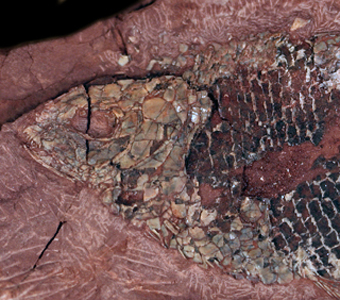 This specimen was collected in the Upper Triassic Chinle Formation in Lisbon Valley, Utah. It is a semionotiform fish, an extinct group of fishes that were covered in thick armor-like scales. This group of fishes are hypothesized to have gone extinct by the end of the Cretaceous period (approximately 65 million years ago).