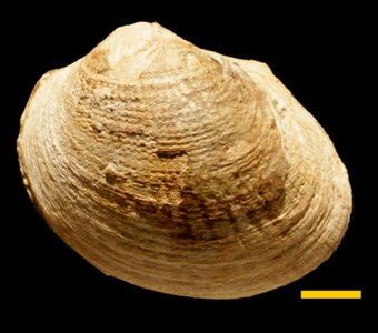 Mollusca - Bivalvia - Arcoida - Cucullaeidae
 
Cucullaea marshalliSpecimen PE 28809
Patagonian beds
Cenozoic - Paleogene - Eocene
Santa Cruz, Argentina