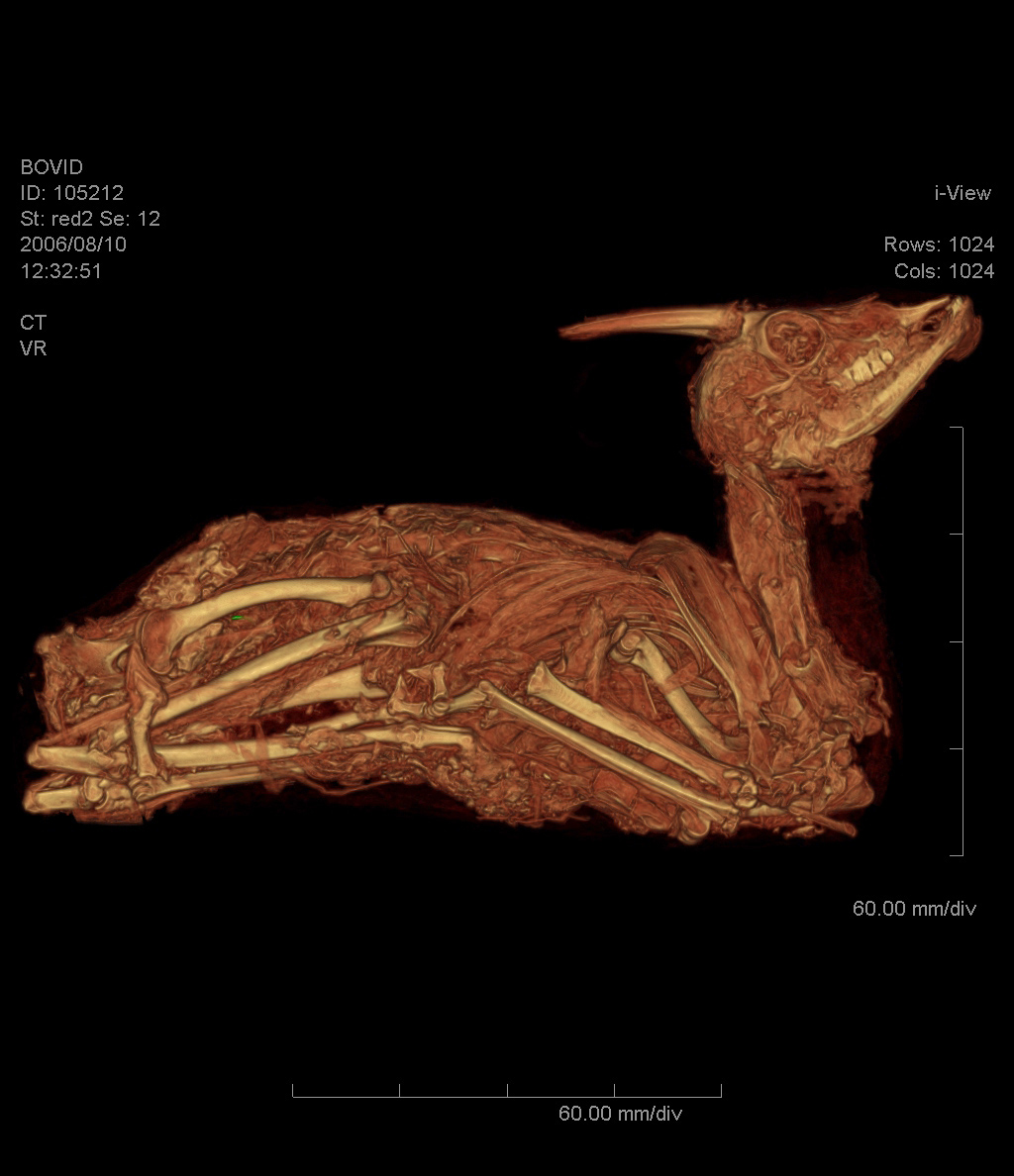 We can use software to remove the wrappings from the volume and look at what is underneath.  Here you can see what remains of the animal that was mummified.