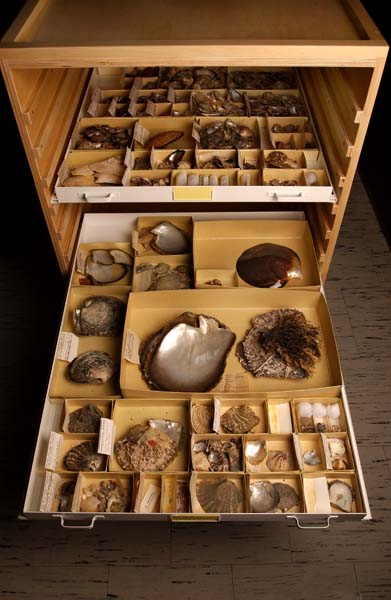 Cabinet, shell specimens. Top Drawer: dry collection of Wing Oyster. Pteria species. Bottom Drawer: dry collection of Pacific Pearl Oyster, Pinctada margaritifera.Credit Information:© 2002 The Field MuseumID# Z94358_05dPhotographer: Mark Widhalm
