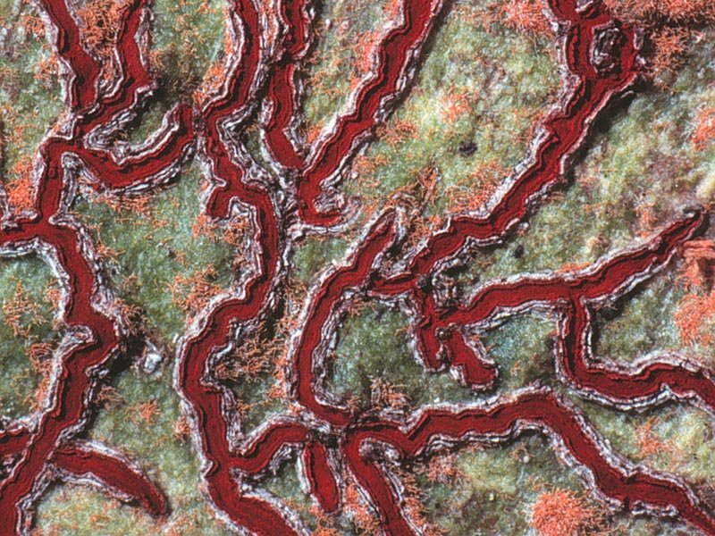 Image for Tropical Lichen Types (TROPILIT)