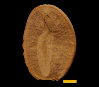 Nematoda -(ribbon worms)
 
Nemavermes mackeeiSpecimen PE 21551
Carbondale Formation - Francis Creek Shale Member
Paleozoic - Middle Pennsylvanian (~305 million years old)
Mazon Creek Area, Illinois