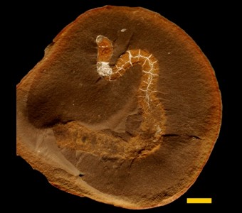 Echinodermata - Holothuroidea - Apodida - Achistridae
 
Achistrum sp.Specimen PE 20866
Carbondale Formation - Francis Creek Shale Member
Paleozoic - Middle Pennsylvanian(~305 Million years ago)
Mazon Creek Area, Illinois