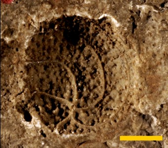 Echinodermata - Diploporita
 
Gomphocystites bownockeriSpecimen UC 22943
Racine Formation ??
Paleozoic - Silurian - Niagaran
Chicago, Illinois