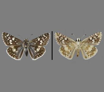 Hesperiidae: Pyrginae 
 
Pyrgus communis (Grote, 1872)Checkered SkipperFMNH-INS 124122 
Freeport, Stephenson County, IL4 August 1991