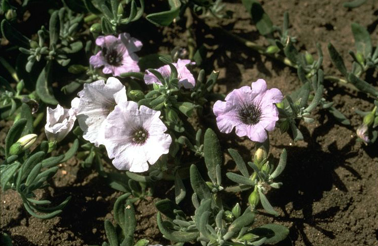 Image for Andean Flowering Plants