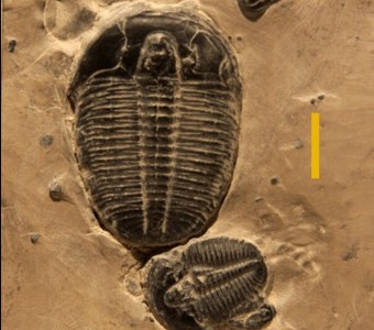Arthropoda - Trilobita - Ptychopariida
 
Elrathia kingiiSpecimen PE 25610
 
Paleozoic - Middle Cambrian
Wheeler Formation
Millard County, Utah