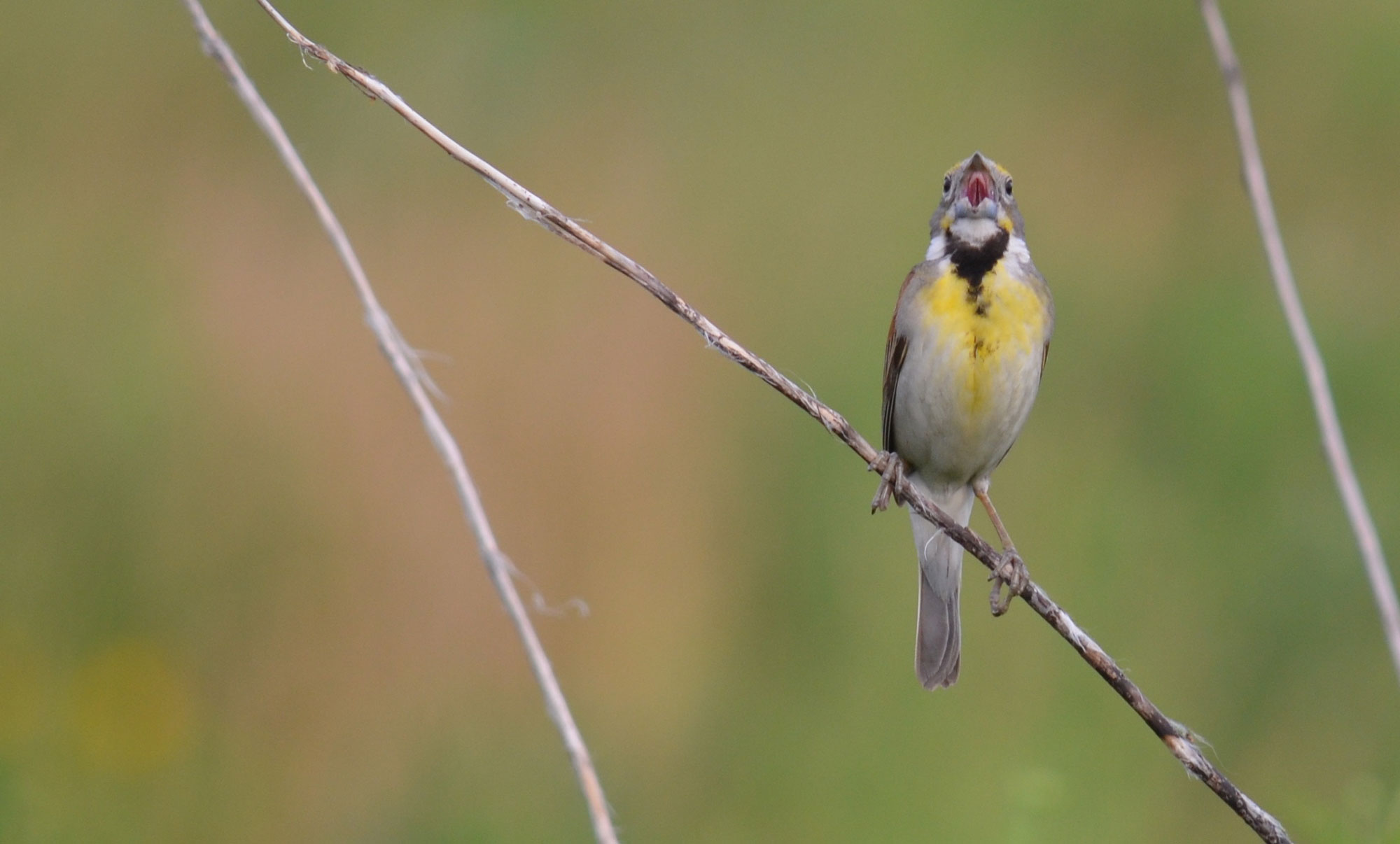 Image for Birds’ voiceboxes are odd ducks