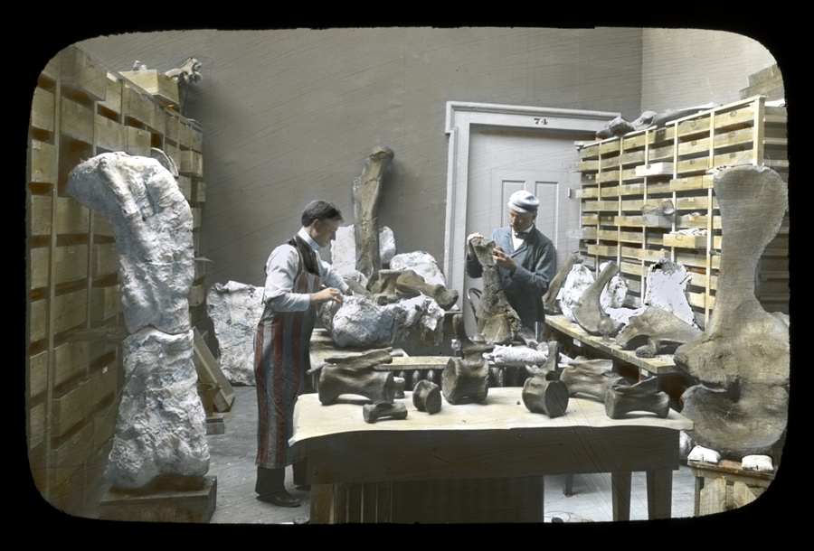 Elmer Riggs, the first curator of Fossil Mammals (wearing cap) and field laboratory assistant Harold W. Menke preparing Grand Junction Colorado fossils including the Brachiosaurus femur still in plaster jacket at left. Paleontology Laboratory, Field Columbian Museum.Credit Information:© 1899 The Field MuseumNeg. # CSGEO3251cPhotographer: unknown