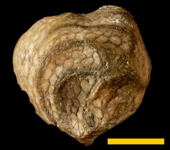 Echinodermata - Edrioasteroidea - Isorophida
 
Agelacrinites pulaskensisSpecimen UC 6419
Paleozoic - Late Ordovician
Pulaski County, Kentucky