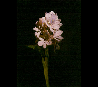 Detail of model of water hyacinth (Florida). Eichhornia crassipies.
Credit Information:
© 1982, The Field Museum
ID# B83214_1c
Photographer: Ron Testa