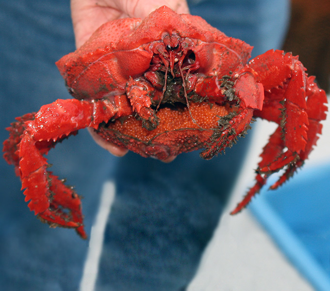 A deep-sea bottom crab that is holding eggs on its underside.